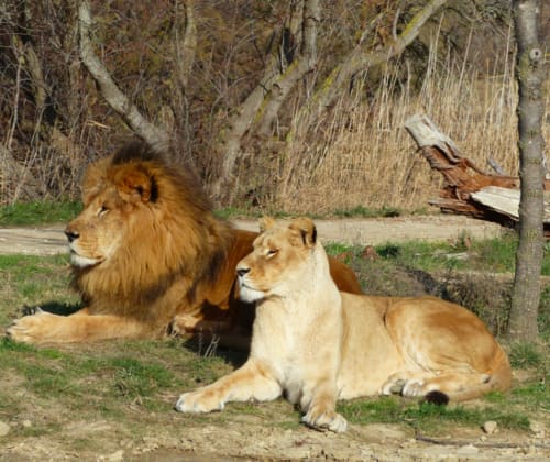Un lion et une lionne se reposent aux Gites Mas D'en Ratéro, une expérience unique de gîte animalier à Thuir, en France.