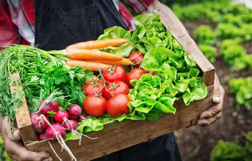 Légumes frais du jardin de Thuir dans un panier en bois des Gîtes Mas D'en Ratéro