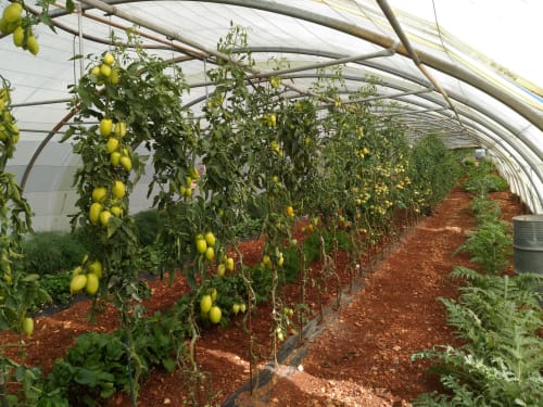 Ferme auberge La Maguette- direct producteur lavande - Sault en Provence