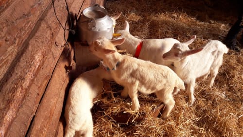 Ferme auberge La Maguette- animaux à la ferme lavande - Sault en Provence