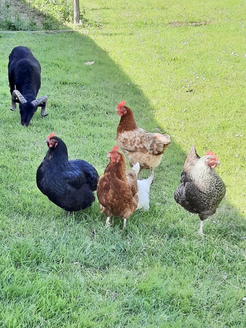 Poules dans le jardin - Domaine du Plessis Grimaud - Saint-Viaud - Loire-Atlantique