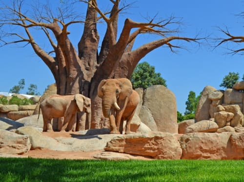Valencia luxury Villa - bioparc, Valencia, España