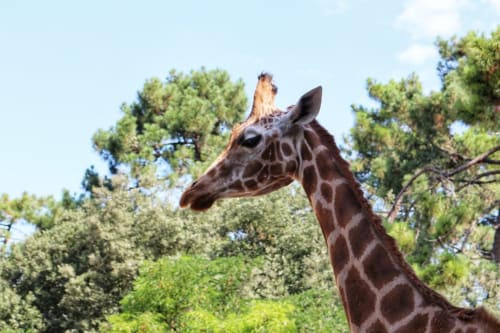 Parc animalier - Vacances en famille en Loire-Atlantique