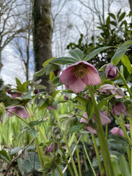 Plantes du jardin - Domaine du Plessis Grimaud, Saint-Viaud, Loire-atlantique