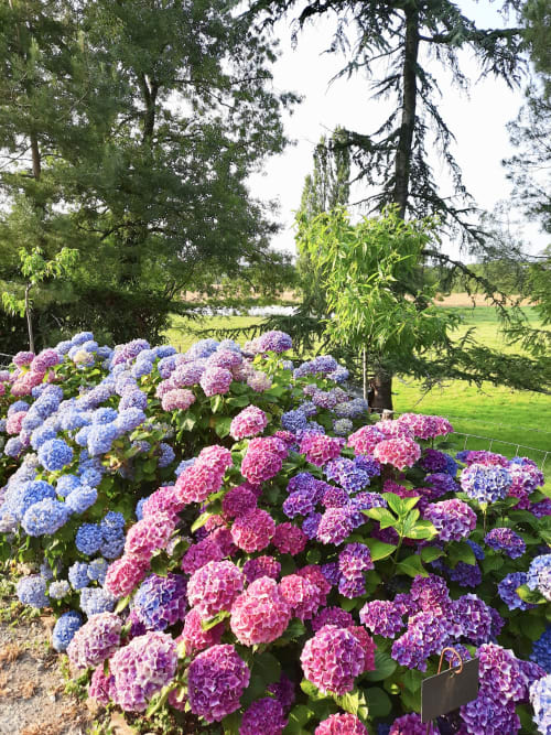 Hortensia - Domaine du Plessis Grimaud, Saint-Viaud, Loire-atlantique