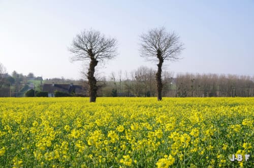 Champ de colza jaune vif avec deux arbres nus près du gîte Les Forges Du Lou à Jugon-les-Lacs, France