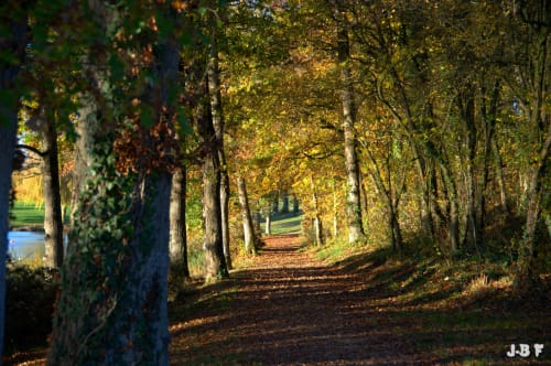 Sentier bordé d'arbres en automne aux Forges Du Lou près de Jugon-les-Lacs, France, aux feuillages dorés et feuilles tombées