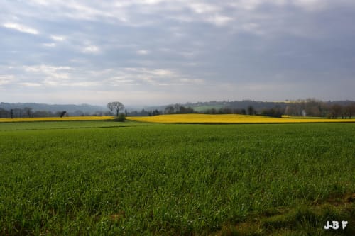Champs verts ondulants avec fleurs de colza jaune près des Forges Du Lou B&B à Jugon-les-Lacs, Bretagne, France