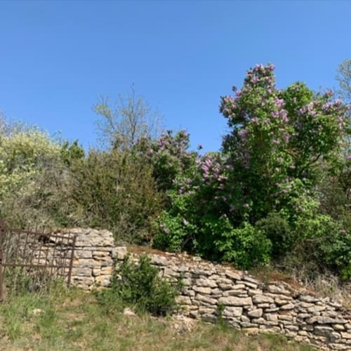 Une balade au milieu des lilas, sur les hauteurs de Saint-Gengoux-le-National.