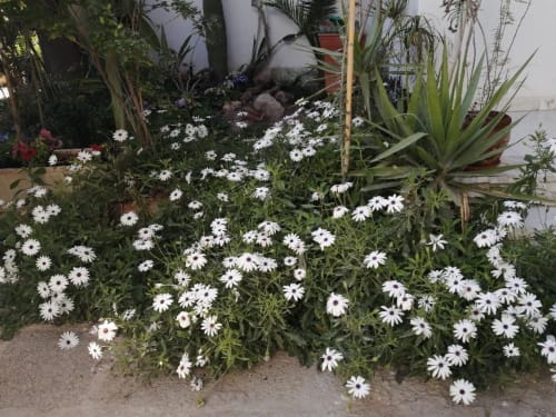 Daisy bed