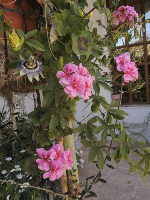 Geranium and passion flower