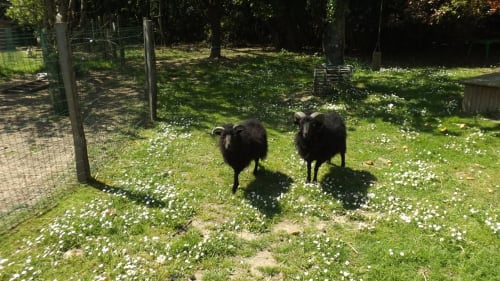 Gite La Faerie vendée - gites jardin extérieur - location vacances séminaires - gîtes proche Nantes