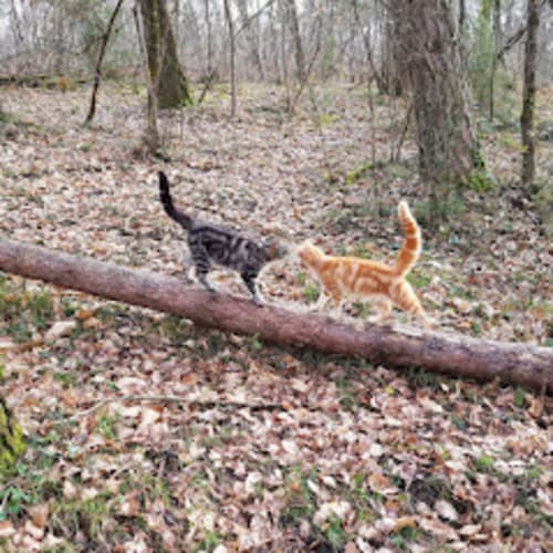Deux chats se promenant sur une bûche dans la forêt près du gîte Les Granges Indigo en Fossemagne, France