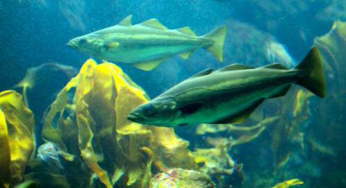 Poisson vert nageant parmi les algues près de l'habitat côtier de Landéda