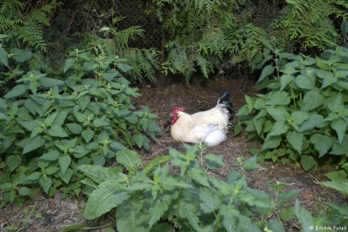 Poule, hébergement insolite, La verdine, roulotte, hébergements, Aisne.