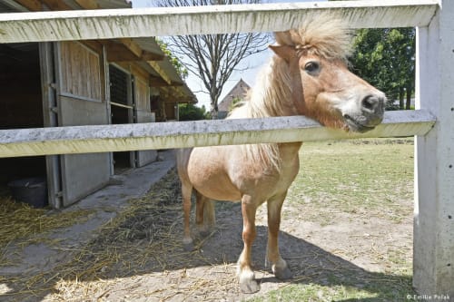 La ferme libre, poney, hébergement insolite, La verdine, roulotte, hébergements, Aisne.