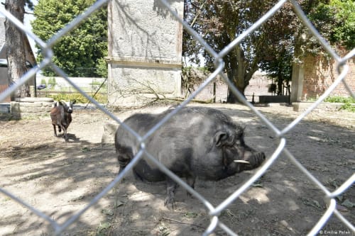 Ferme, animaux, coochon,hébergement insolite, La verdine, roulotte, hébergements, Aisne.