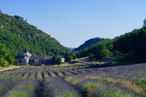 Lavande provence alpes côte d'azur hôtel la suite