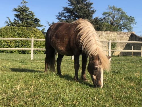 Les Gites de la mare proche Caen - weekend à Caen Saint-Manvieu-Norrey - jardin animaux ferme