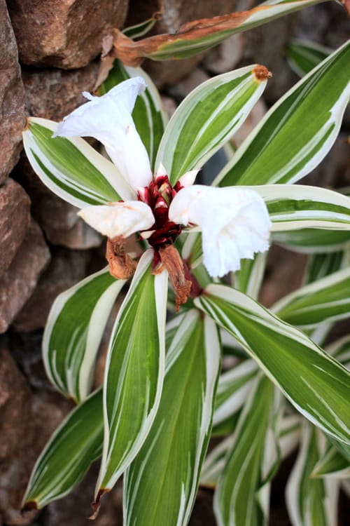 fleure, jardin, moorea lodge, Tahiti
