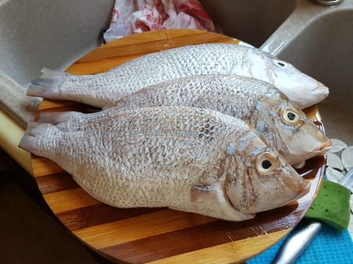 Villa Mauridul - Poisson local - Ile Maurice 
