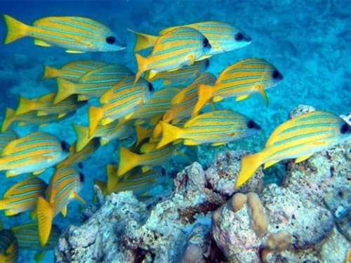 Villa Mauridul - Aquarium Odysseo - Ile Maurice