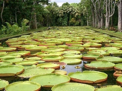 Villa Mauridul - Jardin des Pamplemousses - Ile Maurice