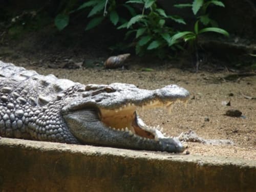 Villa Mauridul - Crocodile Park - Ile Maurice

