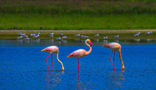 Les gîtes du Mas Gibert - La Camargue et ses flamands roses