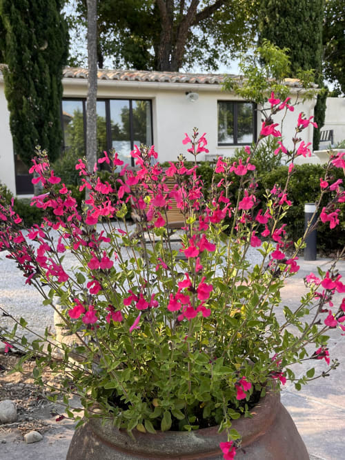 Vakantiehuis, Provence, Mas des Poules