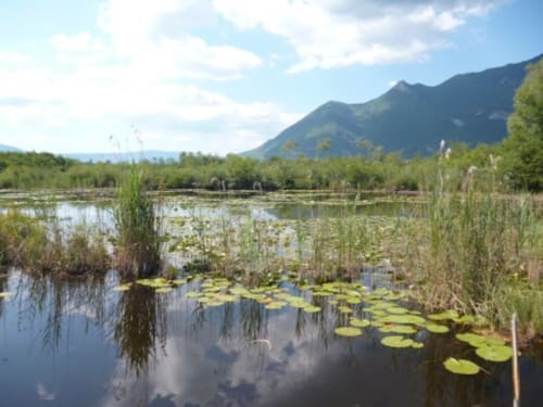 des marais, des étangs, un petit paradis pour les oiseaux sauvages
