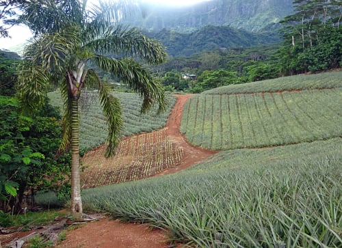 Ananas, maison, moorea lodge, Tahiti