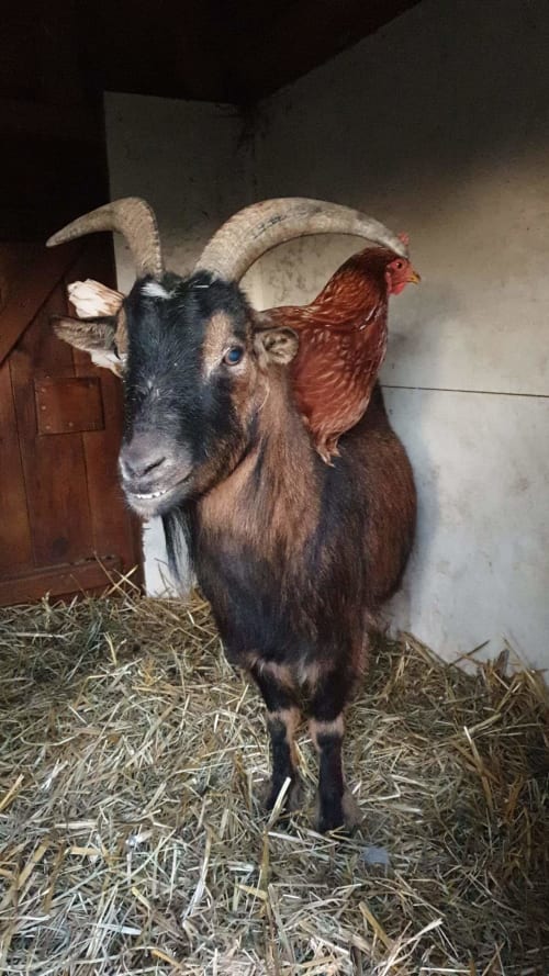 Animus, la ferme, La verdine, roulotte, hébergements, Aisne.
