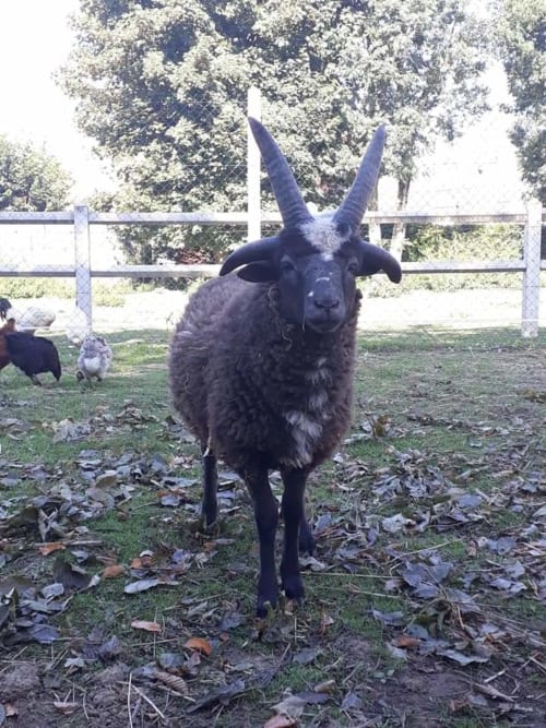 Bouc, La verdine, roulotte, hébergements, Aisne.