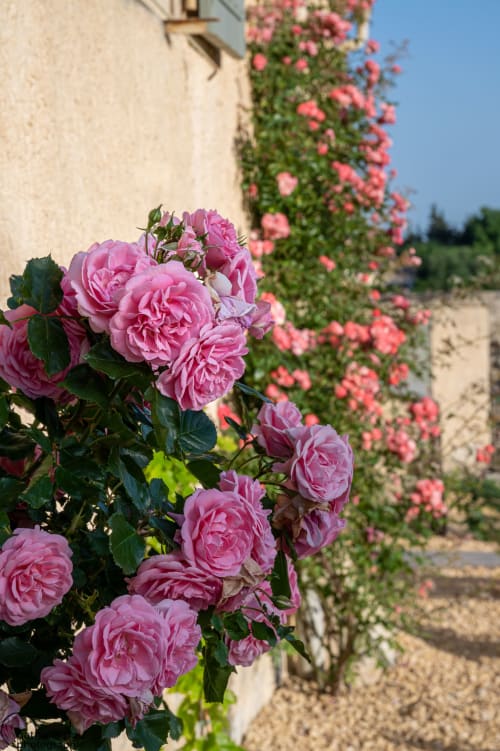 Garden, Provence, Mas des Poules