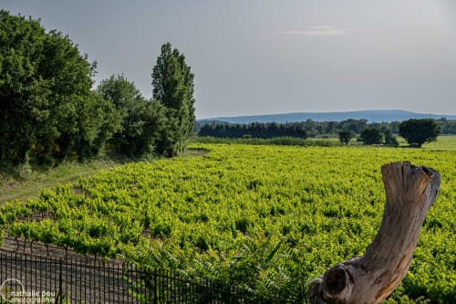 charming guesthouse, provence, Mas des Poules 