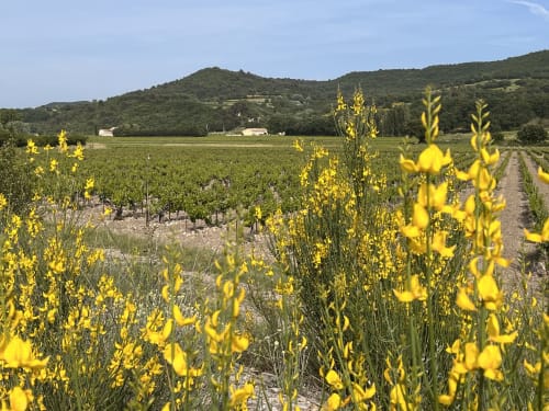 Nature, Mas des Poules, Provence 