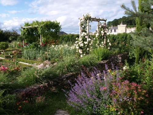 Roses “Pierre de Ronsard” in the gardens of Petit Villandry