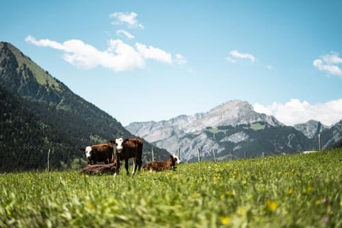 Châtel, summit of Mont-Chauffé, summer, mountain pasture, cows