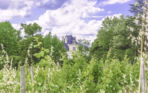 Vue du château à travers le vignoble du Manoir Le Coutureau, Rouffignac de Sigoulès, France