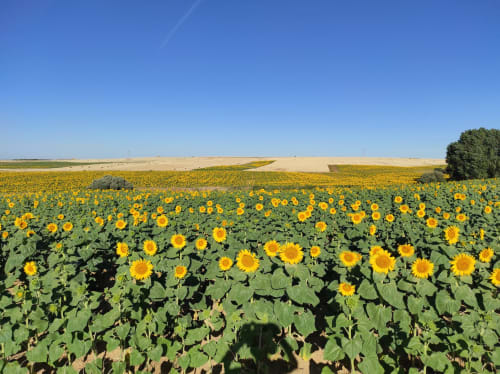 Vinarius - Castellanos de Villiquera, Salamanca