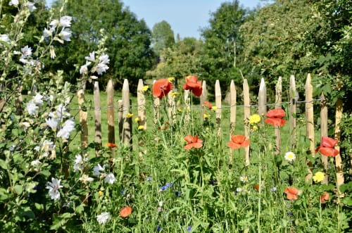 Coquelicots - Jardin maison d'hôtes La Villa Belle, Pas de Calais