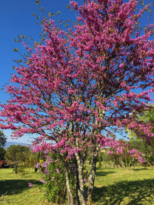 Arbre en fleurs rose vif au printemps au Mas du Fort, un charmant gîte à Gargas, France
