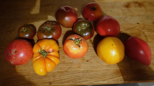 Assortiment de tomates anciennes au gîte Le Mas du Fort à Gargas, France