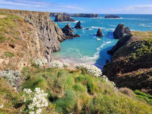 Anse de Goulphar et ses fleurs de printemps - randonnée à fort dénivelé sur les sentiers de Bangor à côté des aiguilles de Port Coton - les maisons de Kerdavid'île