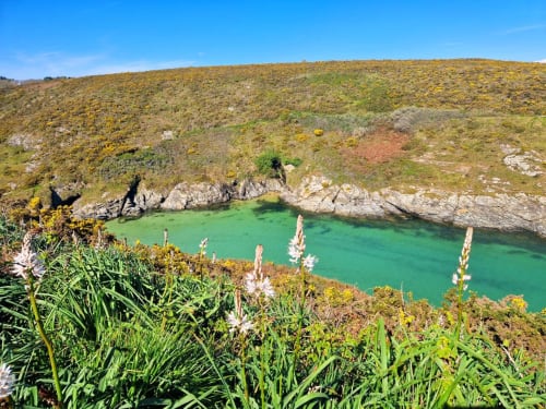 La flore du chemin côtier au Sud de Belle île entre Port Maria et Port Blanc
