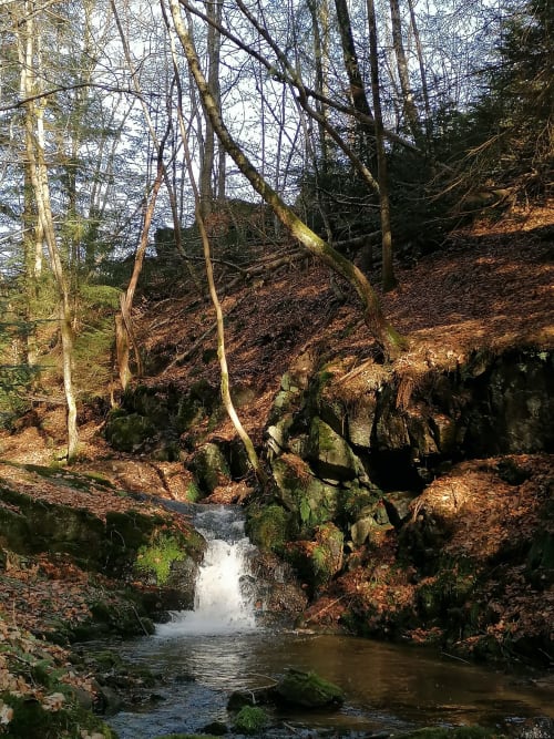 Ruisseau forestier aux rochers couverts de mousse et arbres nus à la Furanelle B&B, Saint-Étienne France