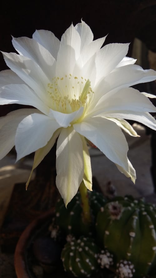 White cactus flower blooming at Mas des Artistes, a bed and breakfast in Mouriès, France