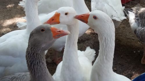 White and gray geese at Mas des Artistes farm in Mouriès, Provence
