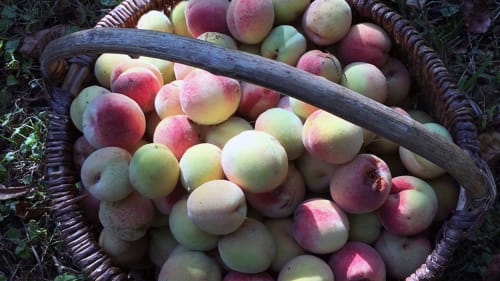 panier de pêches du verger de la Cour du Liège 